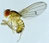 Drosophila immigrans